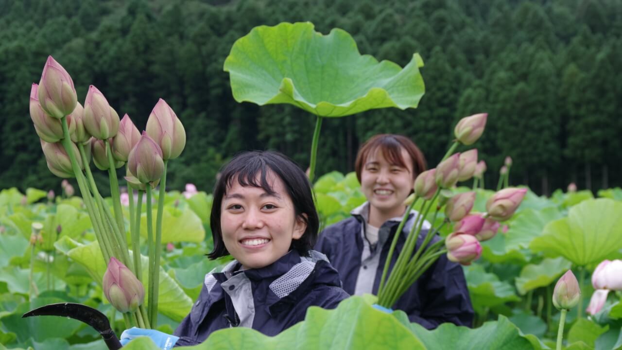 泥だらけ ピンクに彩られた田んぼで 花はす収穫 スポット 南越前町観光情報サイト