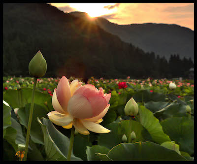 花莲的亮点