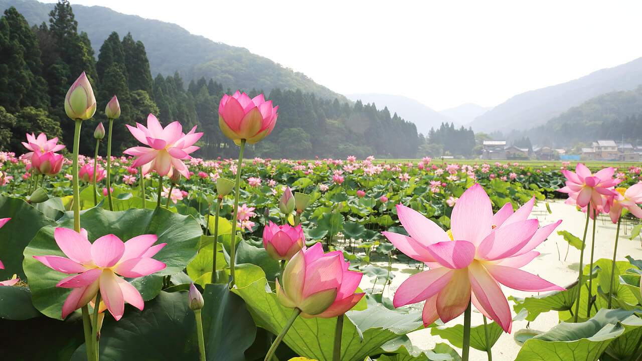 花はす公園 スポット 南越前町観光情報サイト