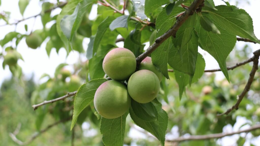 Kono Ume Plum Festival