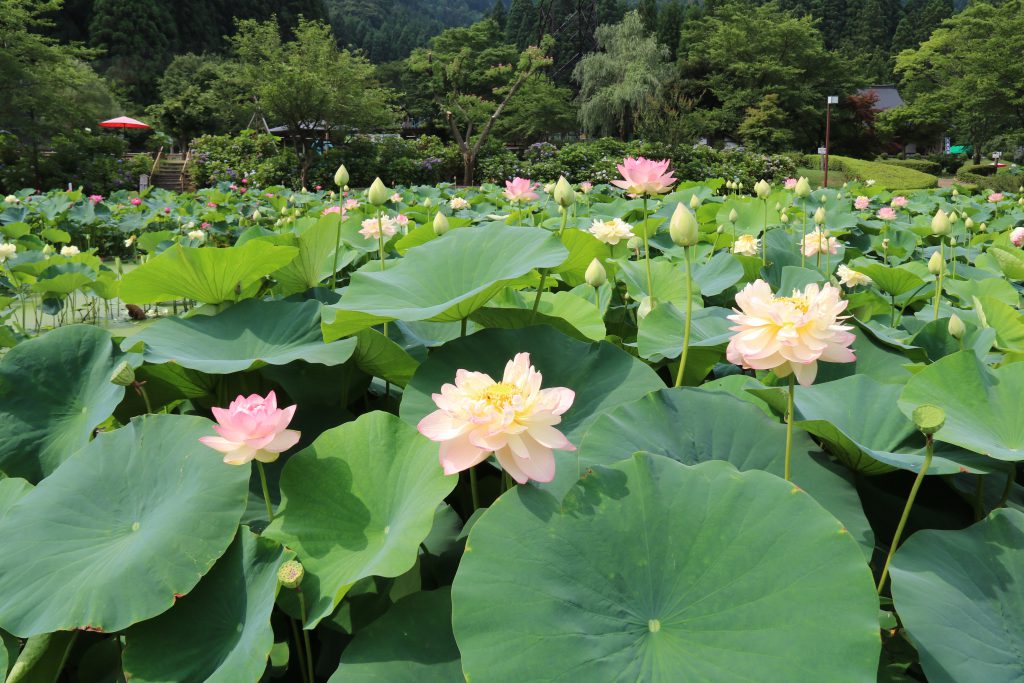 Lotus Festival