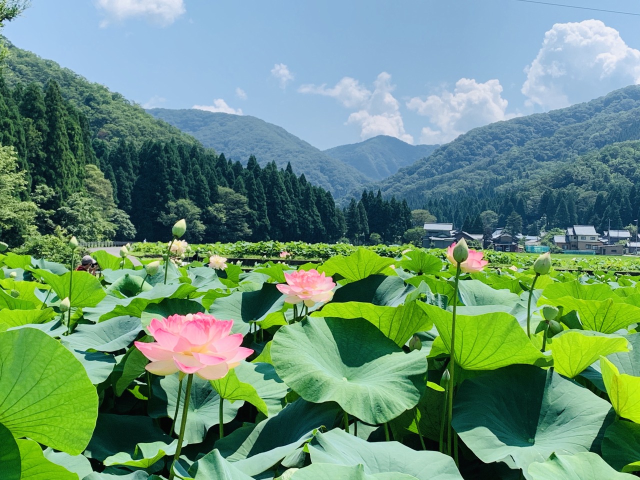 蓮花公園