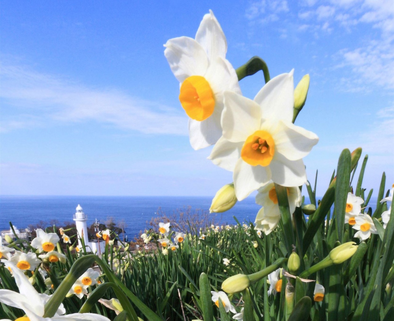 Echizen Narcissus group habitat