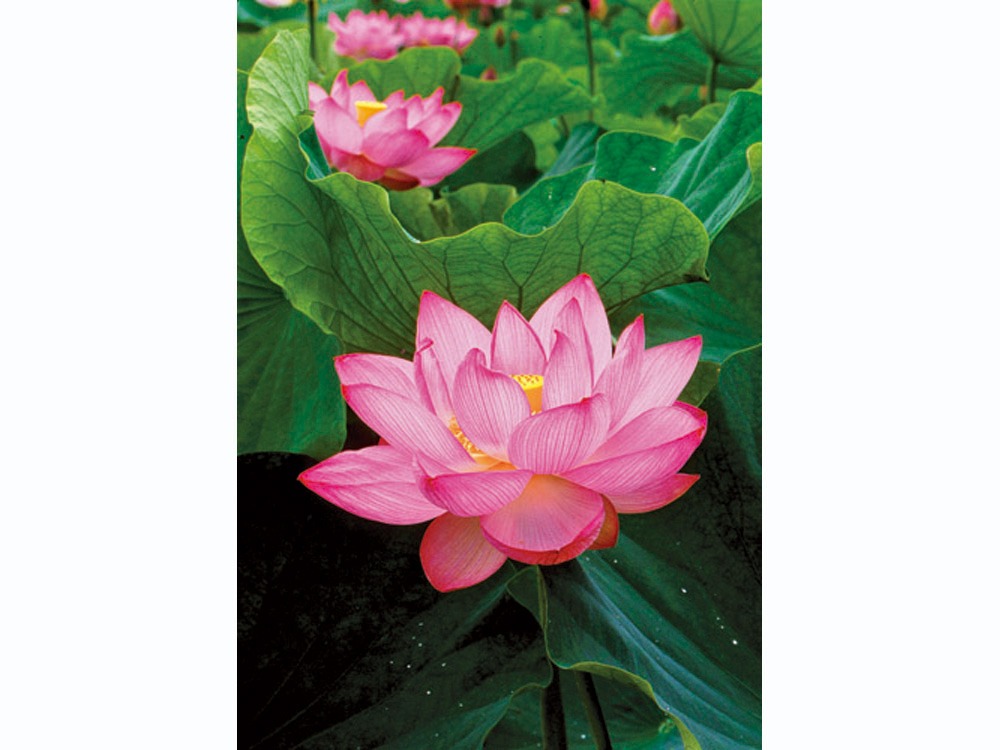 Lotus Blooms