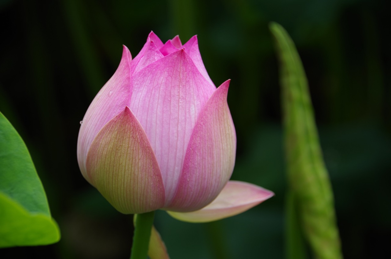 花はす公園 | スポット | 南越前町観光情報サイト